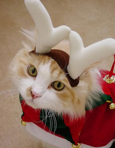 Cat Christmas deer