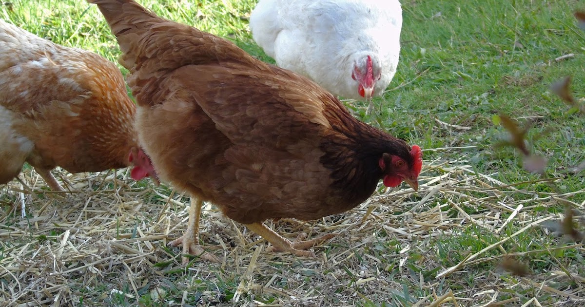 Best Food For Young Chickens Best Food For Young Chickens