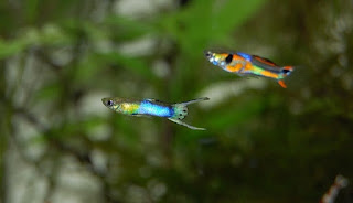 jenis-jenis ikan hias air tawar terindah jenis-jenis ikan hias air tawar terindah