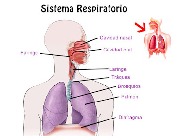 s.respiratorio