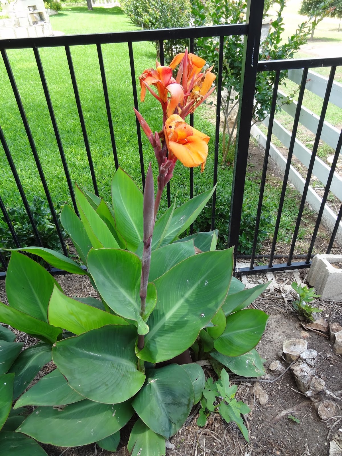 Rebecca�s Texas Garden Canna Lily Surprise