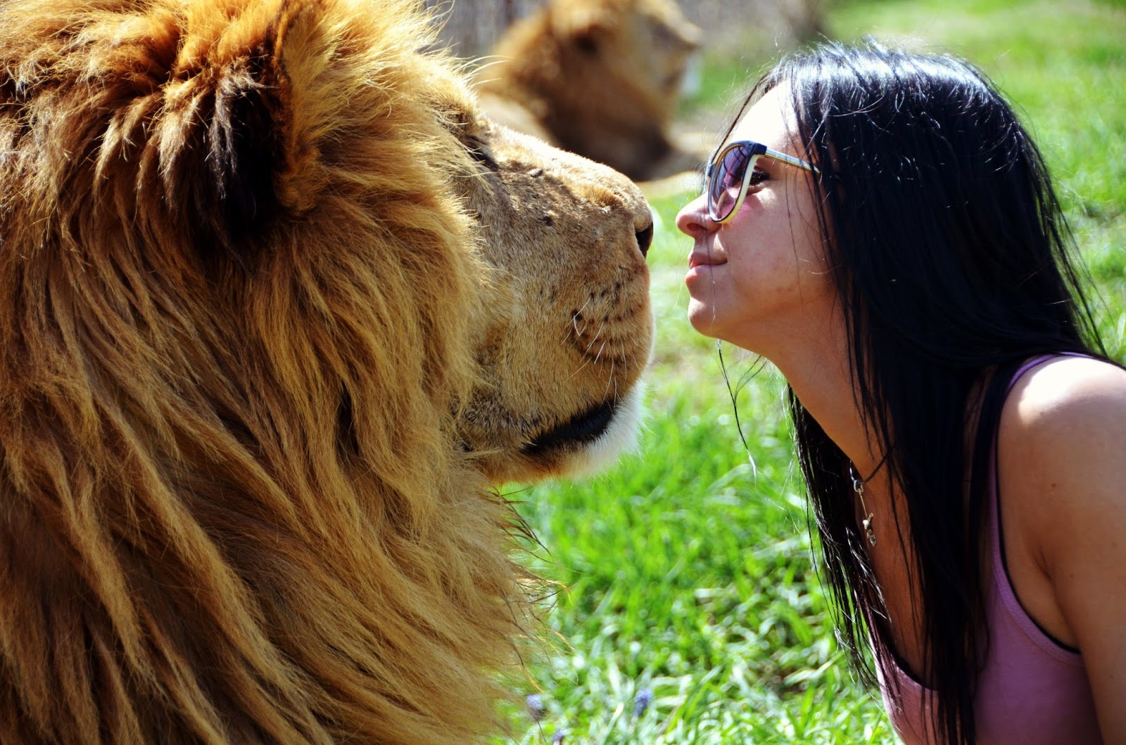 Как понравиться льву. Девушка и Лев. Девушка львица. Фотосессия со львом. Лев и брюнетка.