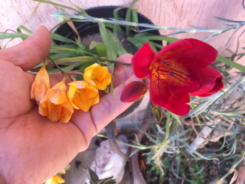 How to plant and grow freesia