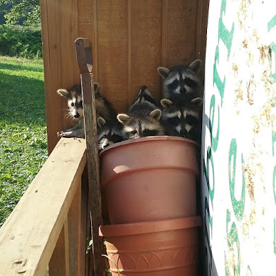 IMG_20180719_083436_665%2B%25281%2529.jp