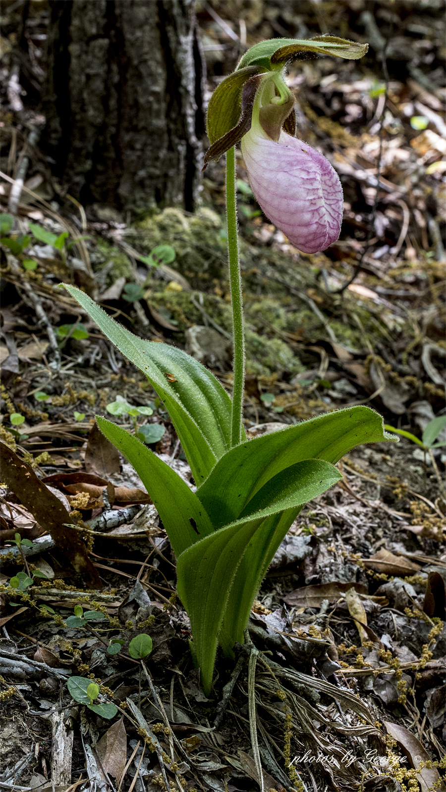 "What's Blooming Now" Pink Lady's Slipper, Moccasin Flower