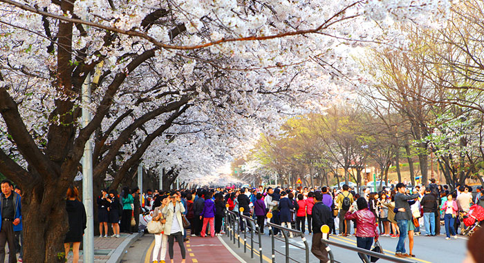 Keperluan Musim Semi Di Korea Travel Pelopor Paket Tour