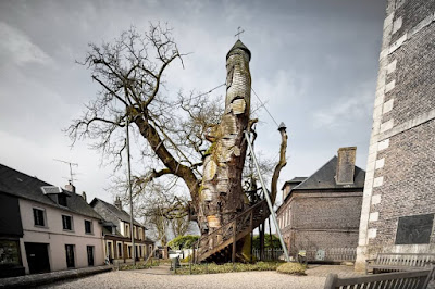 شجرة البلوط عمرها ألف عام