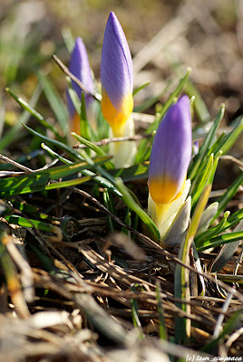 primavara spring primavera fruehling tavasz becHa voorjaar bahar