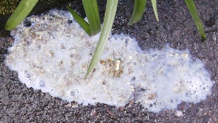 tavuklarda diski cesitleri sebepleri ve cozumleri bililer