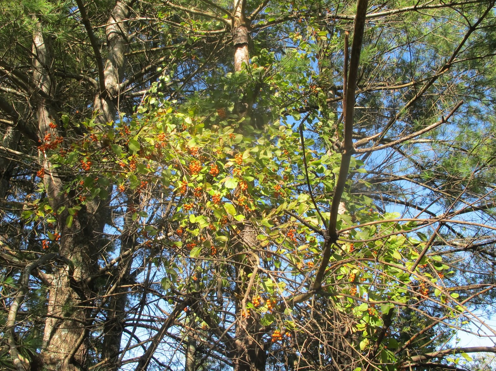 Blue Jay Barrens American Bittersweet