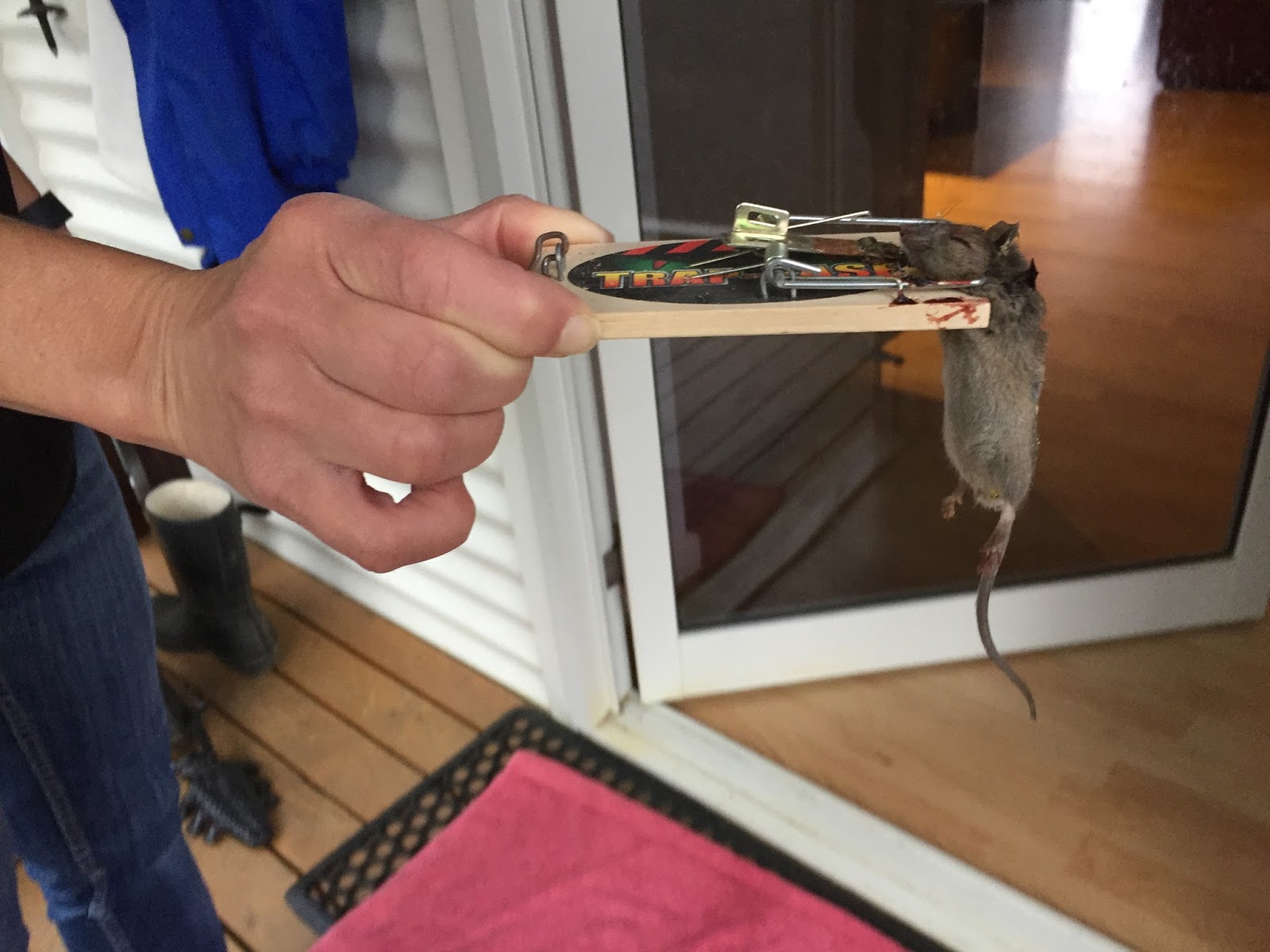 Huon View Old school mouse traps work best