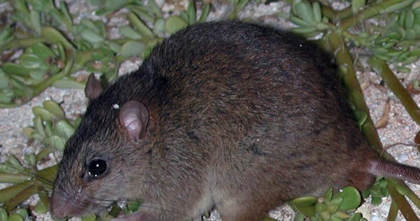 living alongside wildlife the animals that went extinct in 2016