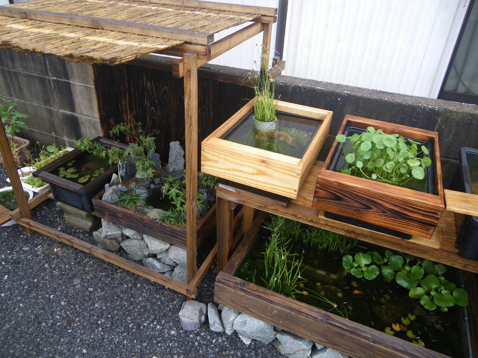 メダカの飼育容器を増やしても、美しいビオトープを目指しています。メダカの大工