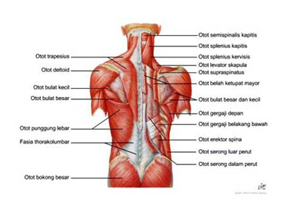 Sistem Muskuloskeletal Catatan Awwaludin 