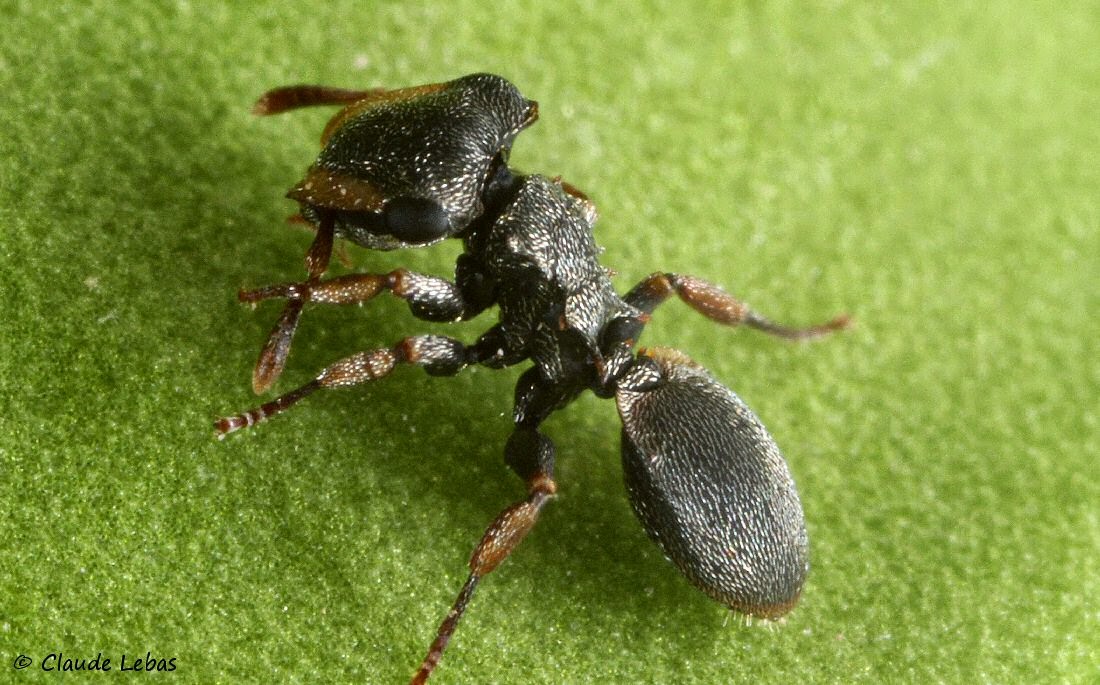 fourmis du Honduras Cephalotes minutus