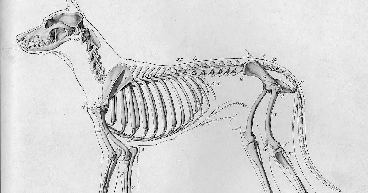 Ребра можно собаке. Скелет собаки анатомия. Грудная клетка собаки анатомия. Ребра собаки анатомия. Скелет собаки ребра.