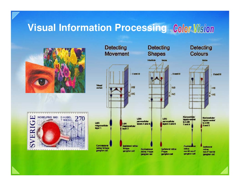 EXAMS AND ME : Illumination: Visual Information Processing