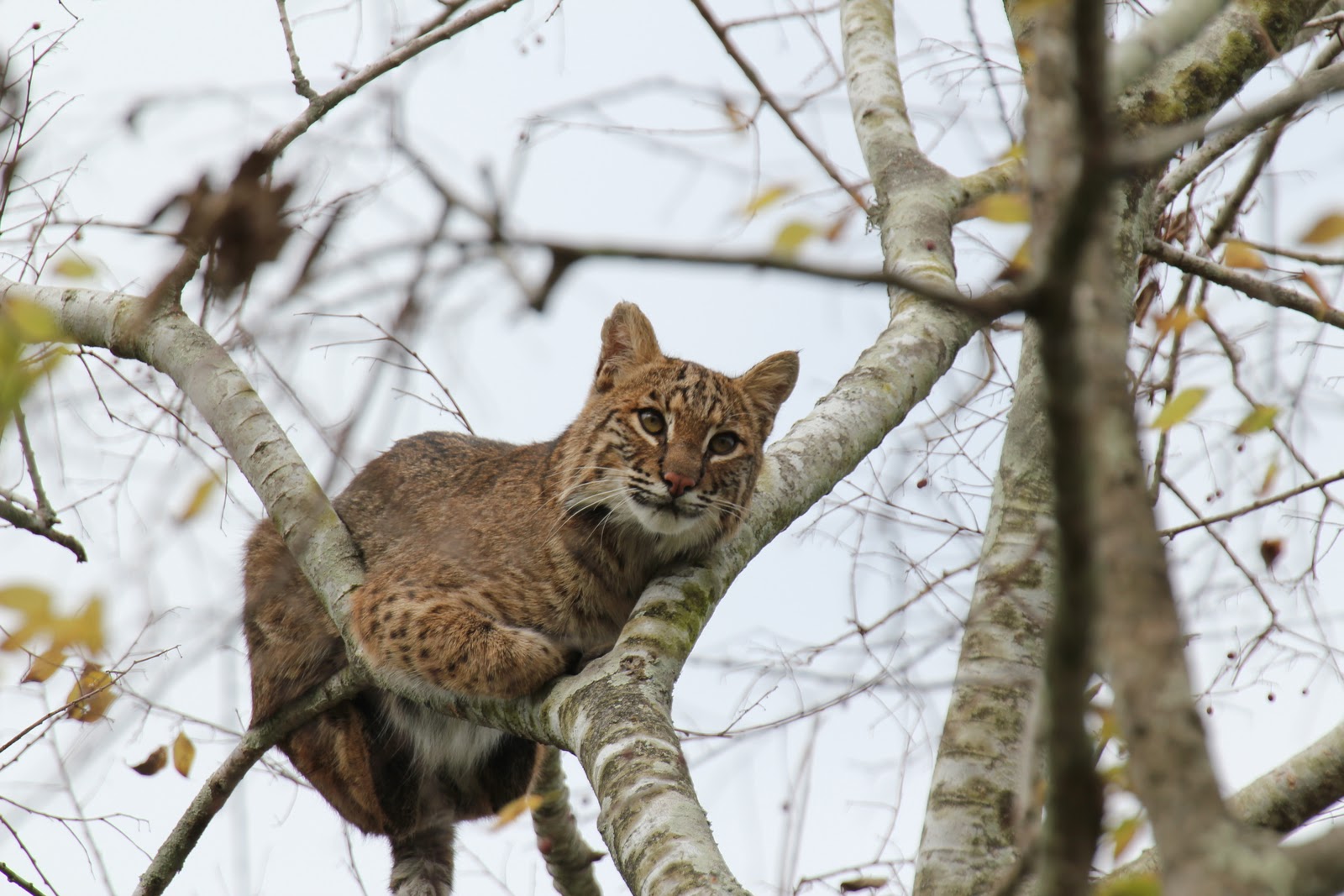 Woth Wildlife Photography Young Bobcat up a tree