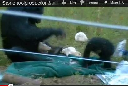 Ape Stone Tools As Good As Ancient Man | Animals-Pets | Before It's News