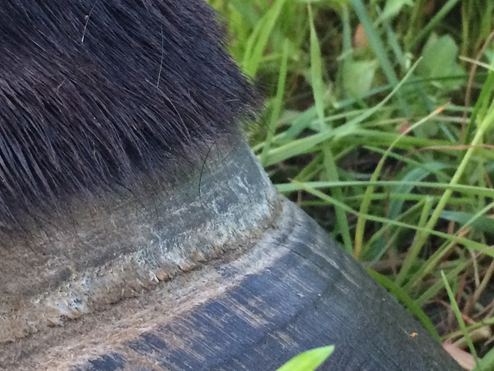 hippique & compagnons Form VS use Navicular and laminitis disease