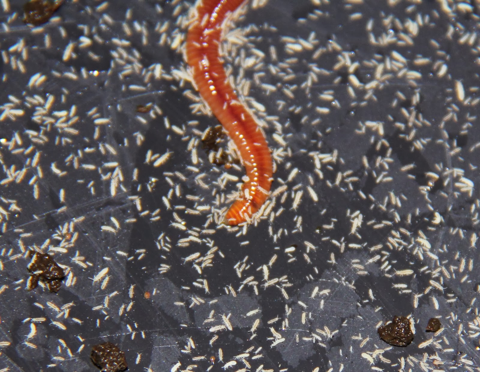 Debbie Angel's Garden Insects in my worm bin Springtails
