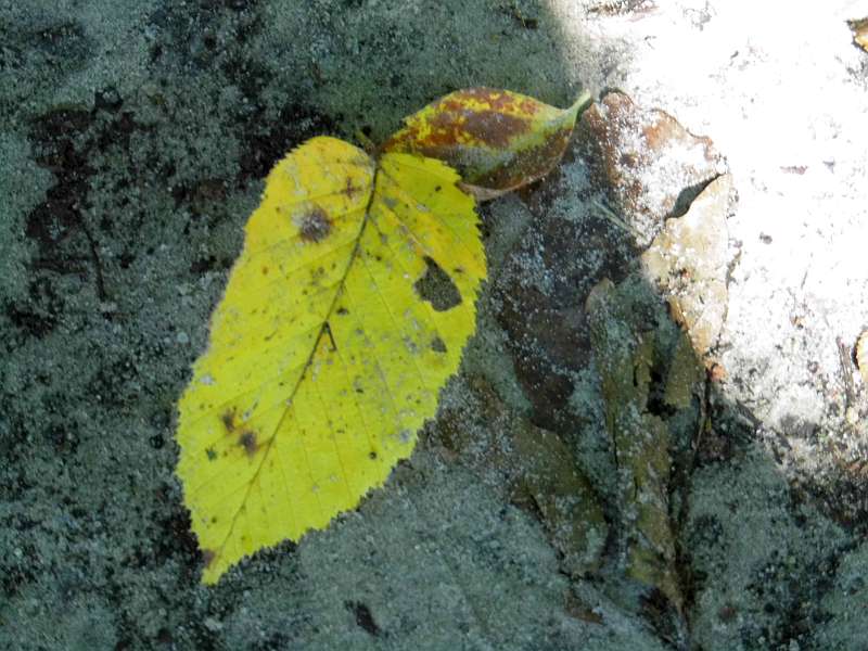 Leuchtende Baumgesichter Aus Harz - Witzige Gartendekoration Für Bäume