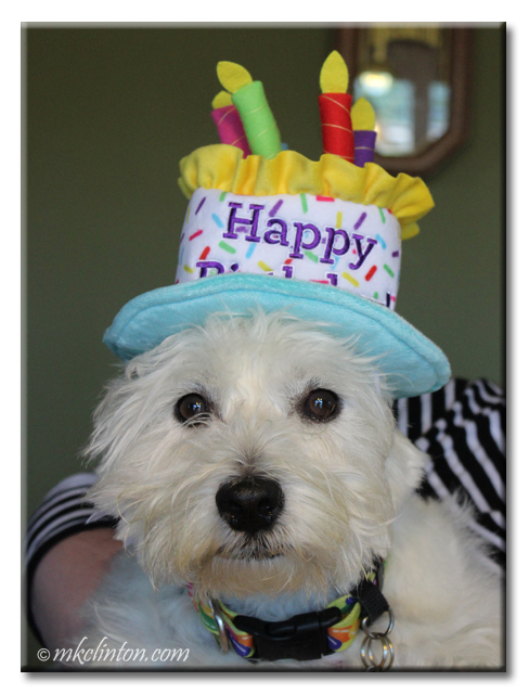 westie birthday cake