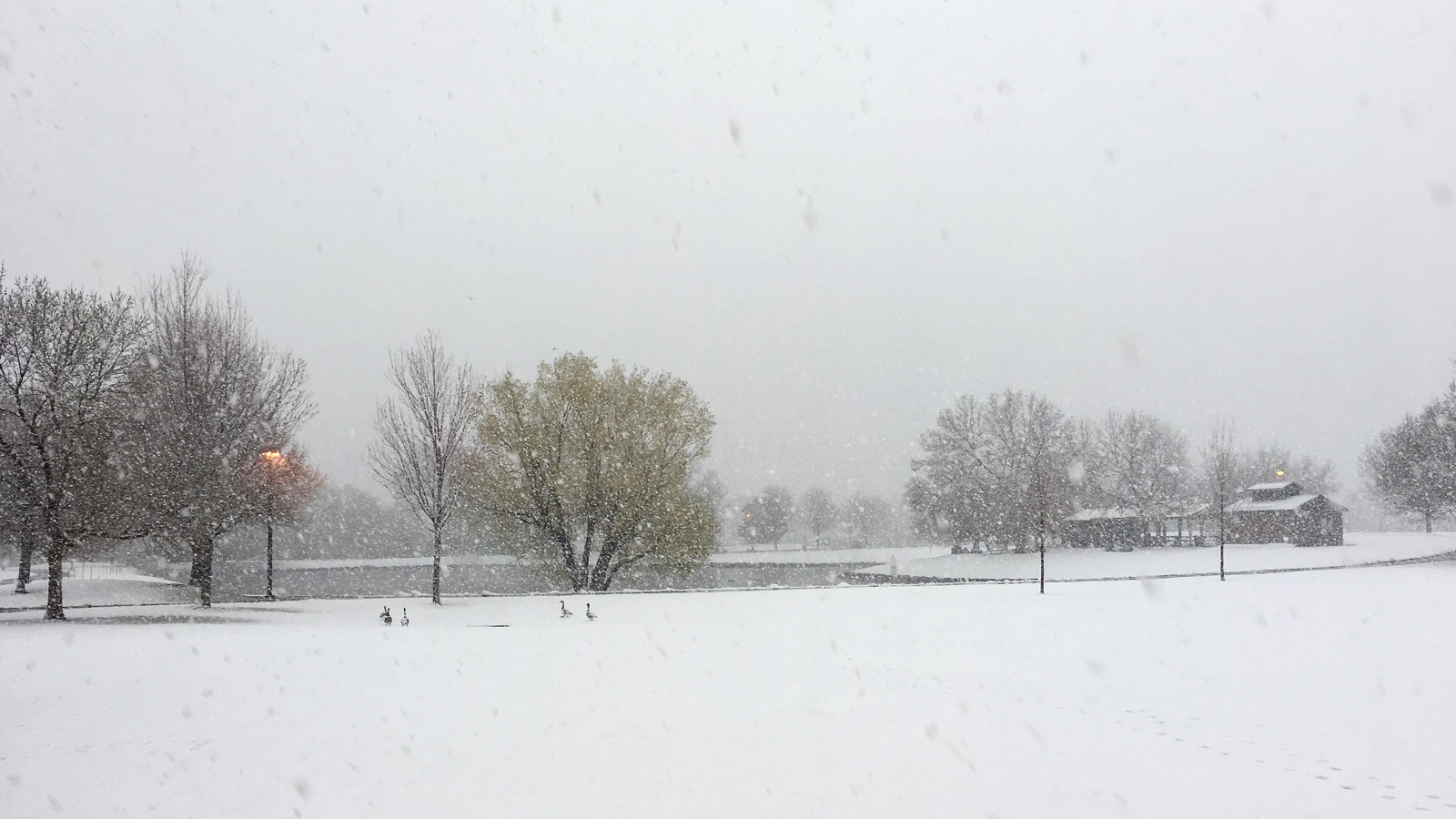 Impression Evergreen O'Kane Park A Refuge of Greenery