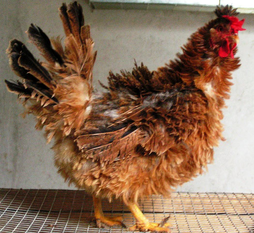 Salvatore Lo Leggio La gallina mafiosa (di Luigi Malerba) jpg (525x480)