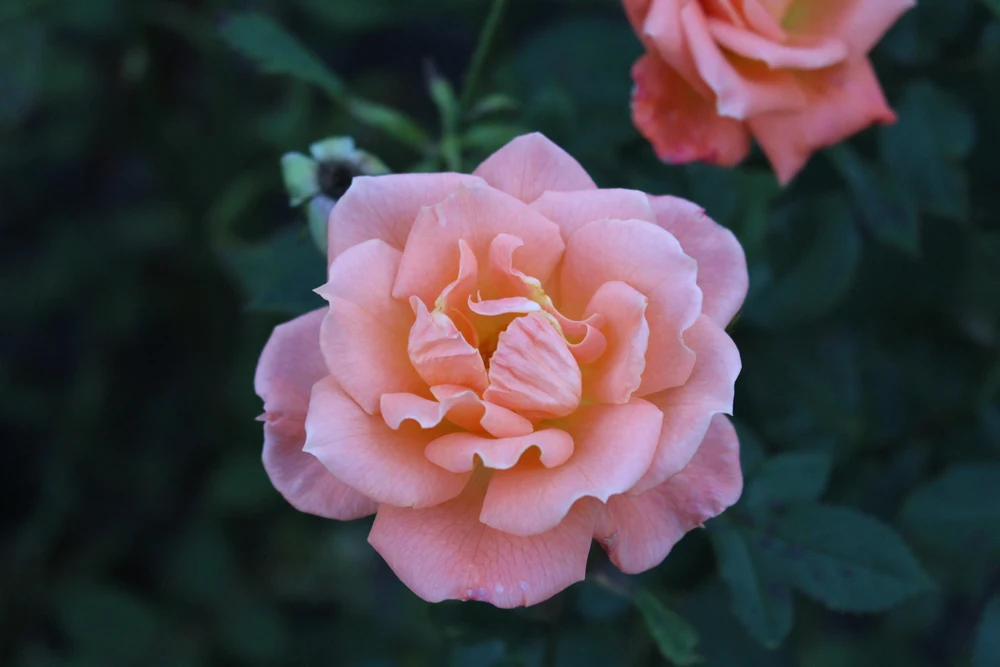 Roses in Regent's Park, London - lifestyle blog