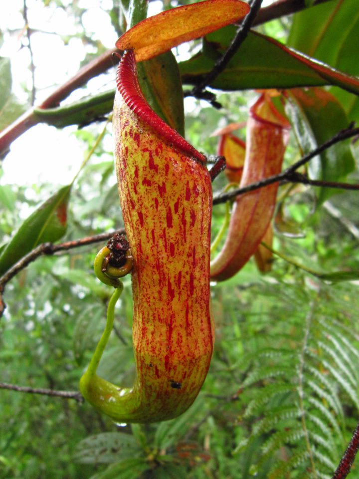 Komunitas satubumikita Mengenal Kantong Semar Komunitas satubumikita Mengenal Kantong Semar