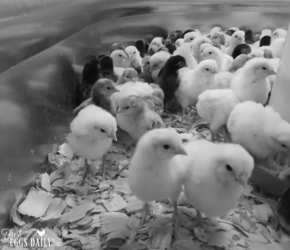 The Importance of Keeping a Closed Flock of Backyard Chickens Fresh