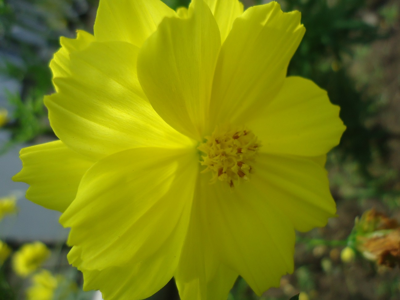 WALLPAPER BUNGA KENIKIR KUNING ROMANTIS - Rumah Daun Muda