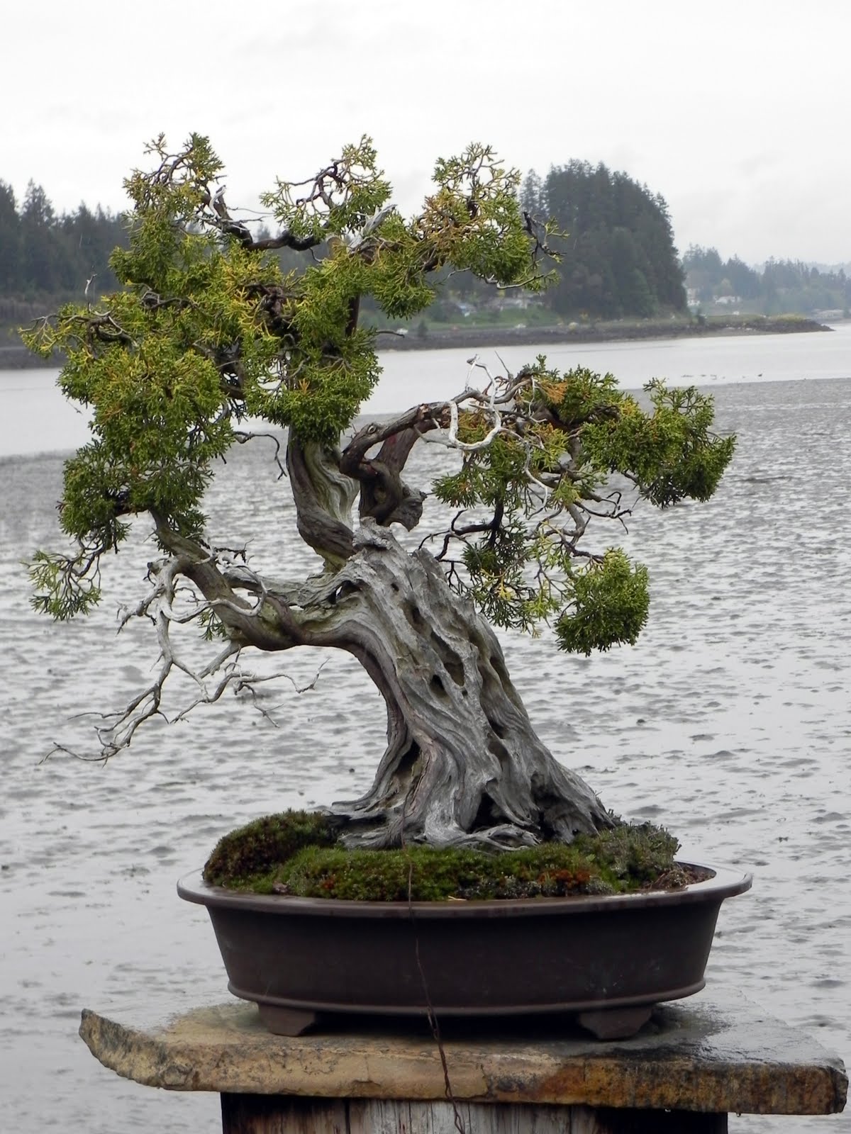 Gone Walkabout 2 Bonsai in the Pacific Northwest
