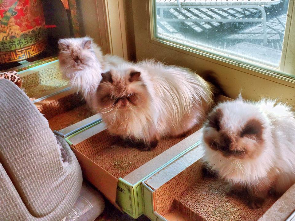 Cats Tales & Reviews Royal Canin Purrfect food for Himalayans!