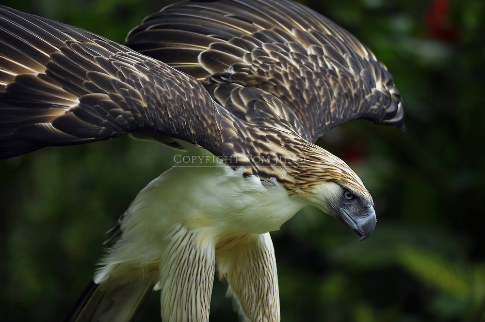 Philippine Eagle - the world's largest bird, and a Philippine National Bird