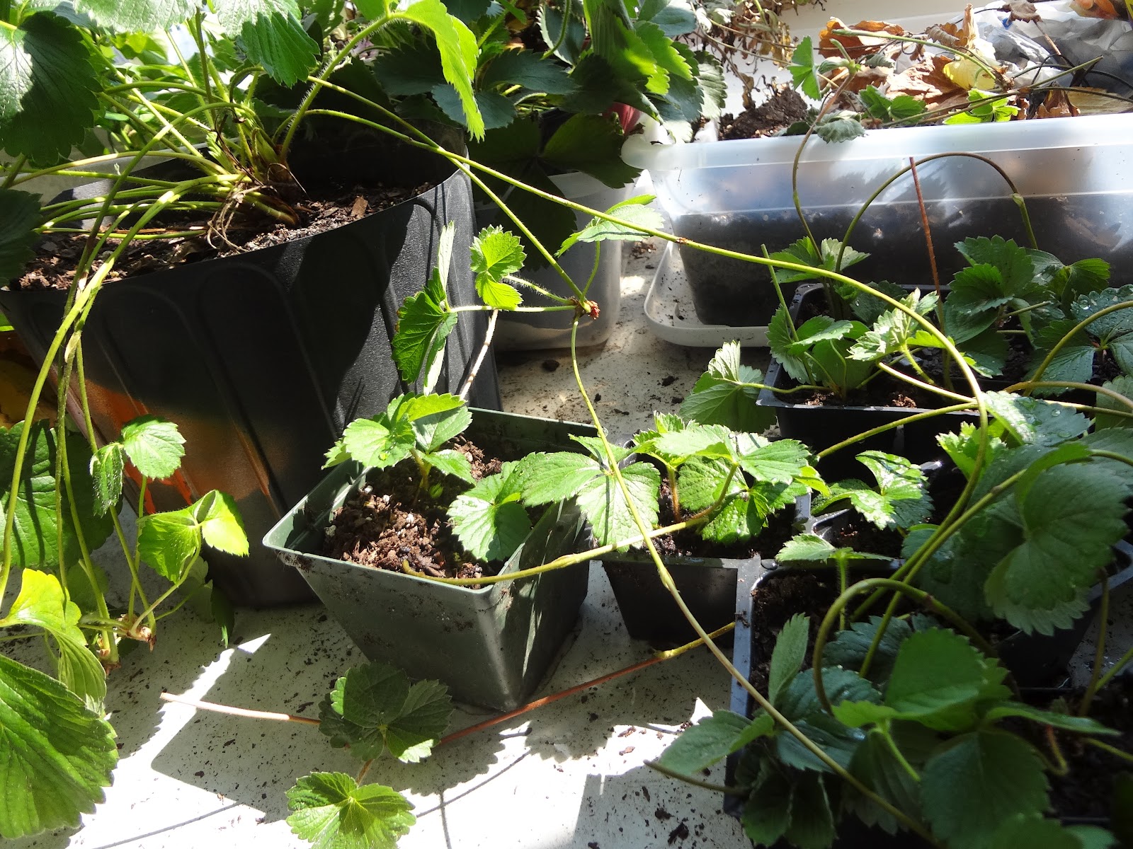 MUIMH Strawberry Plants & Runners