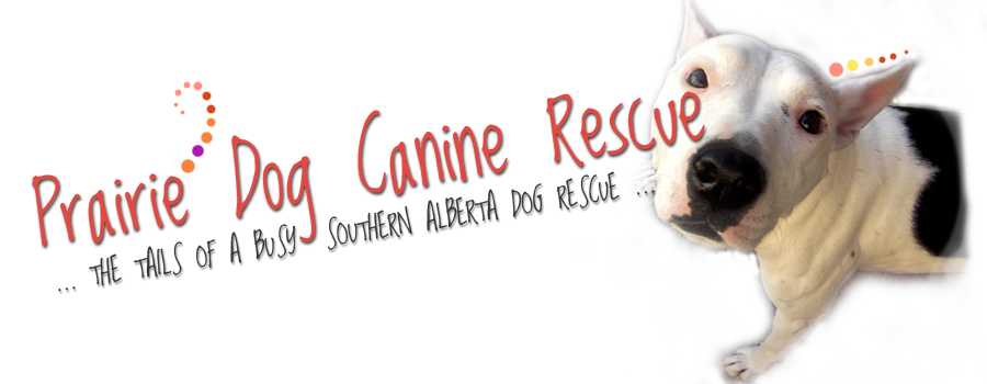 Prairie Dog Canine Rescue