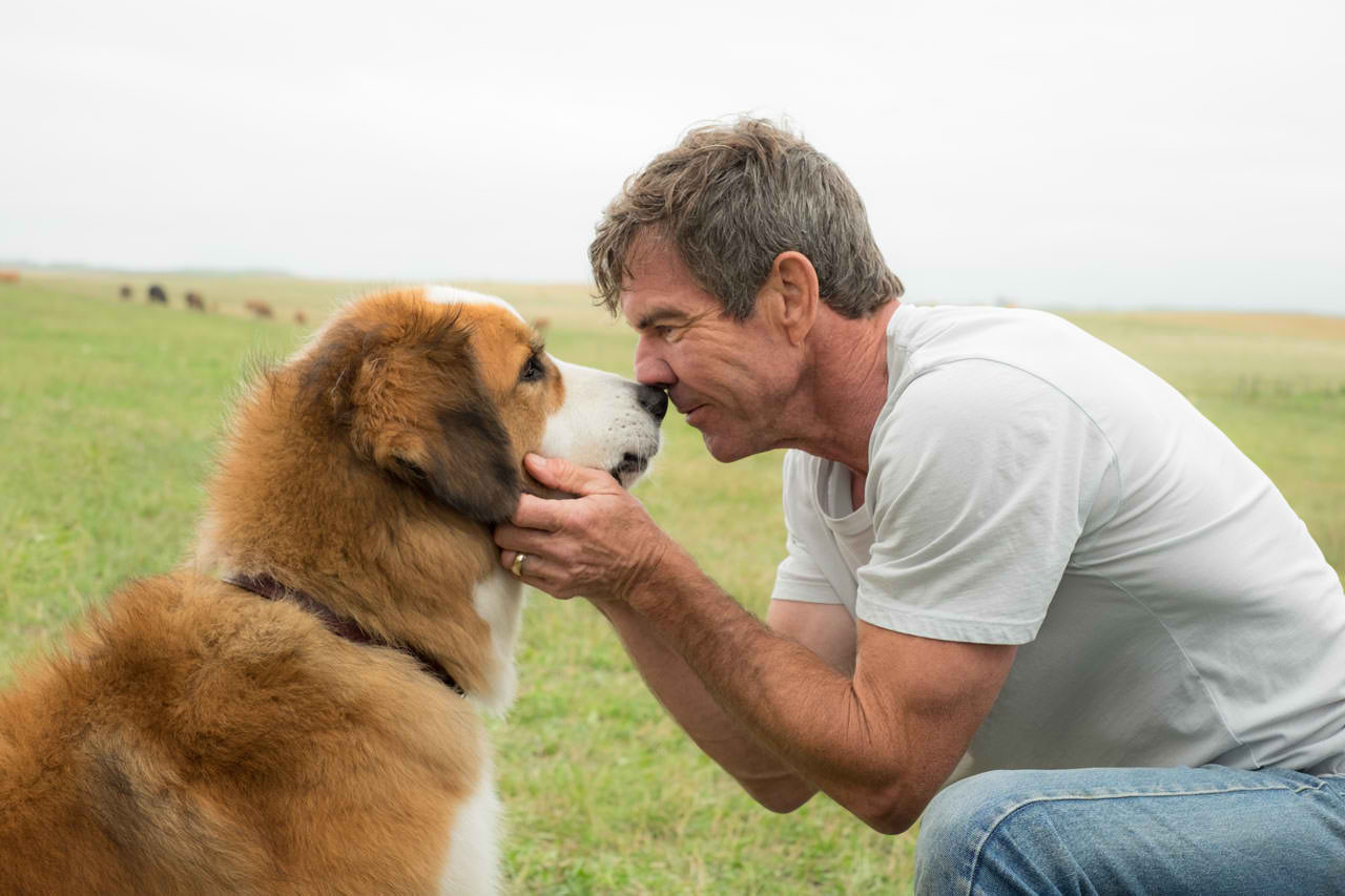 Beloved BestSeller “A DOG'S PURPOSE” Now a Heartwarming Film