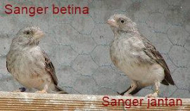 Unduh 64 Gambar Burung Flamboyan Jantan Keren Gratis