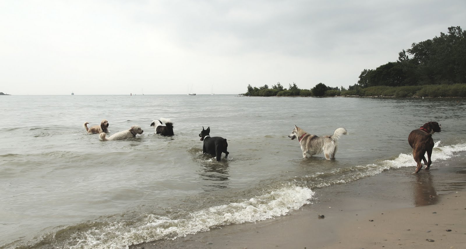 Cherry Beach dogs