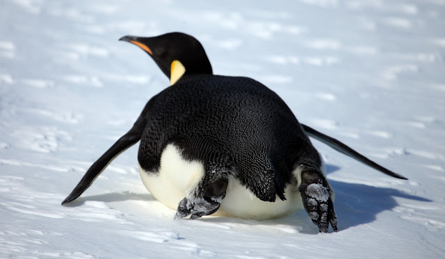 a picture of a penguin
