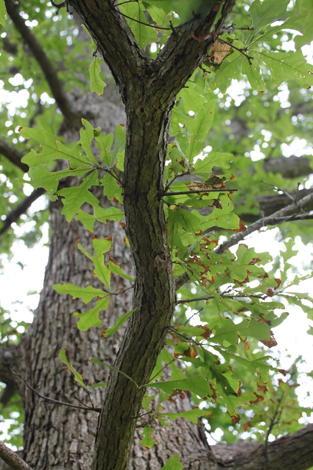 Centenary College Arboretum: Tree of the Week: Overcup Oak (Quercus lyrata)
