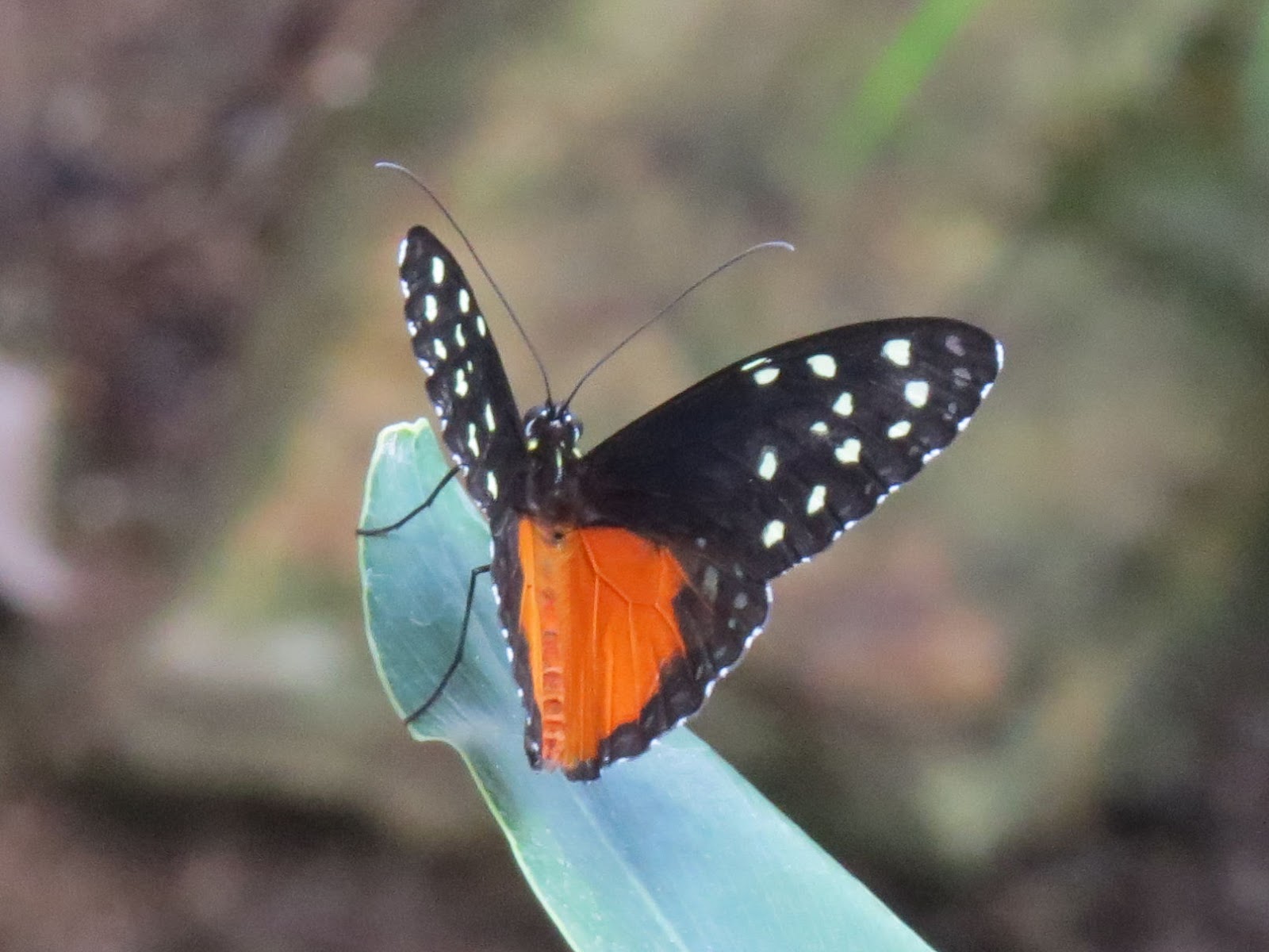 Heliconius hecale