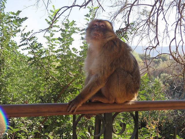 Mono en las Cascadas de Ouzoud