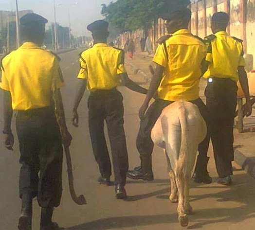 donkey arrested in kano