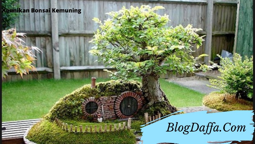 Keunikan Bonsai Kemuning Keunikan Bonsai Kemuning