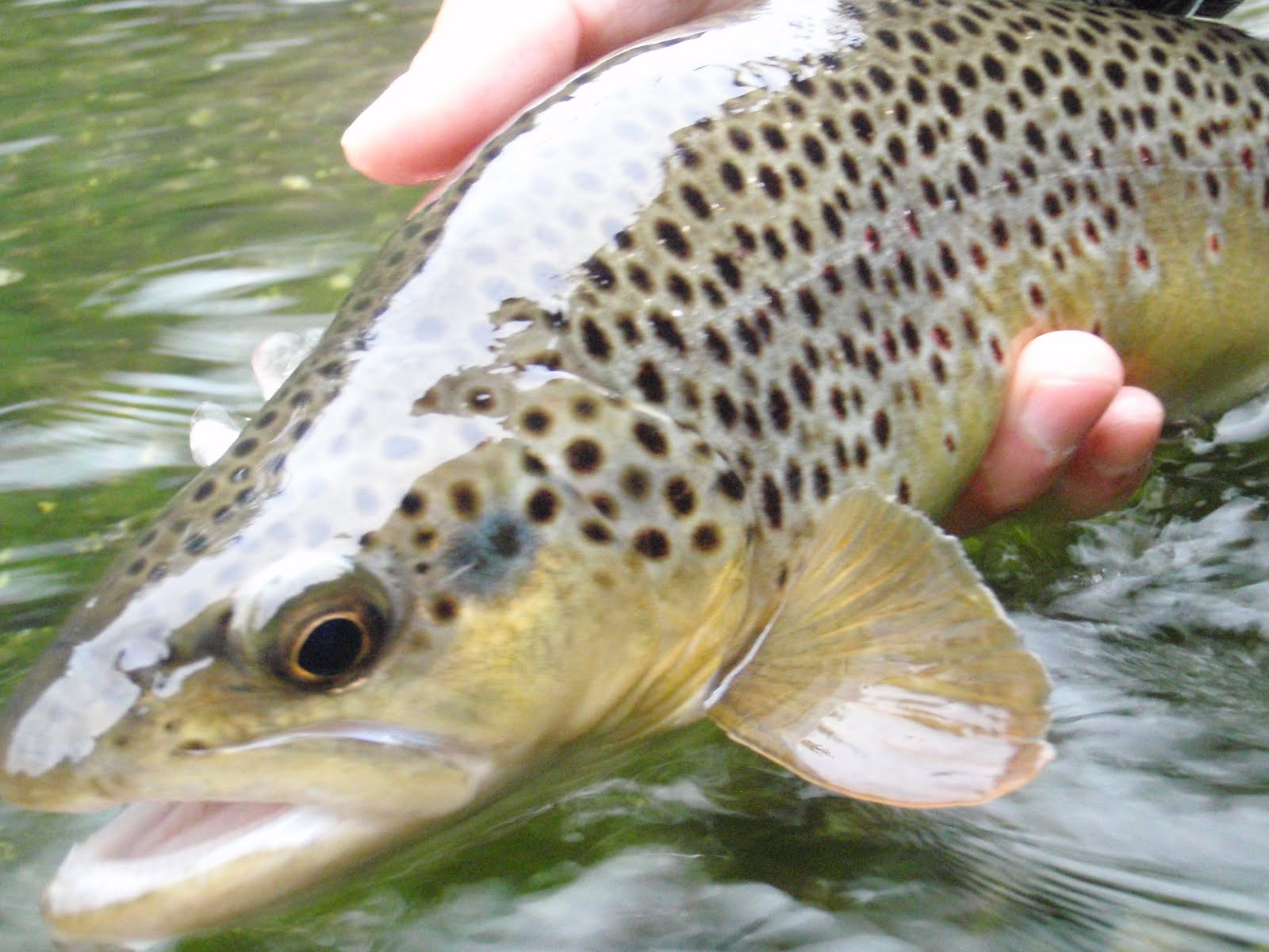 Southern Utah Fly Fishing ,Quiet Fly Fisher Guide Service & Fly Shop