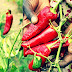 Manfaat Cabe Merah Pedas Membuatmu Berumur Panjang
