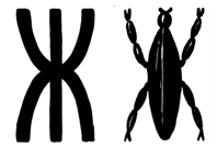 буква ж похожа на жука. буква ж жук. буква ж в виде жука. буква ж похожа на жука. буква ж в виде жука.